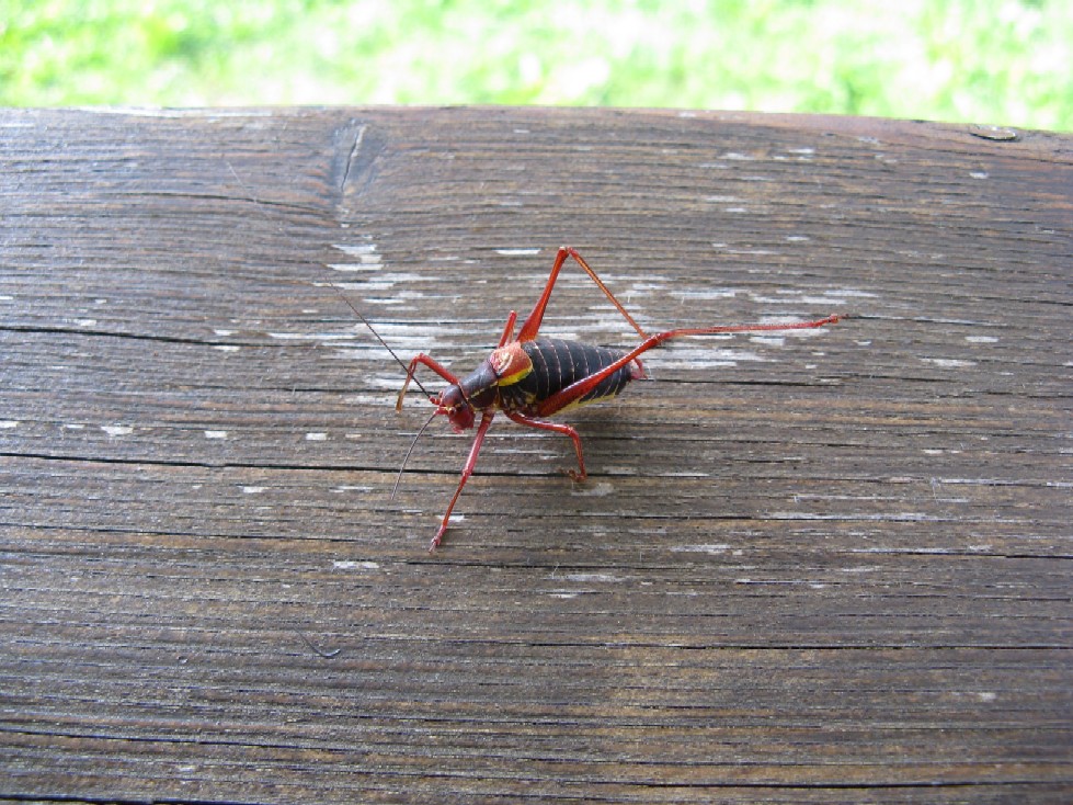 Ortotteri delle Orobie valtellinesi (Sondrio)